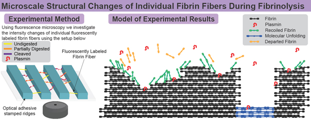 graphic file with name nihms-1774413-f0008.jpg