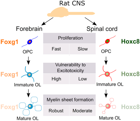 graphic file with name nihms-876962-f0001.jpg