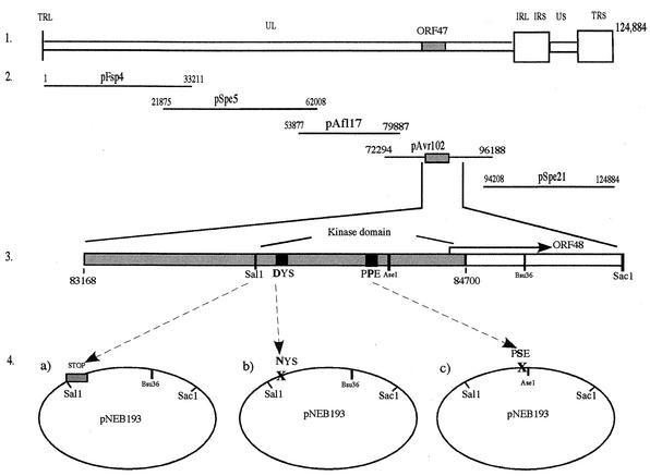 FIG. 1.