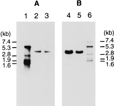 FIG. 5