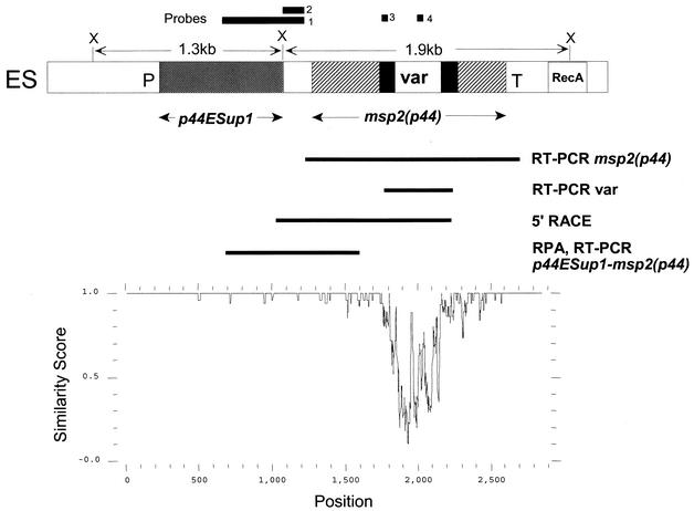 FIG. 1.