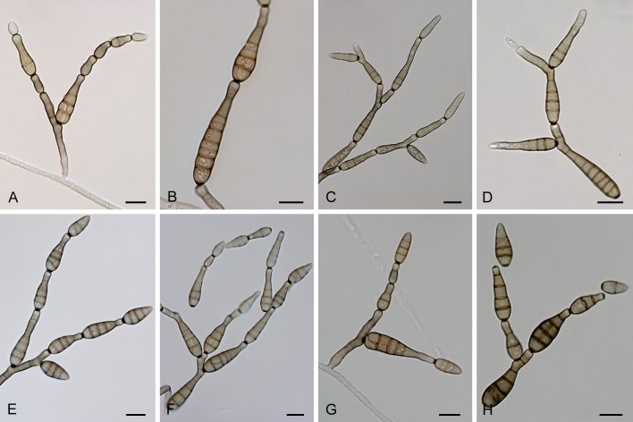 Fig. 14.