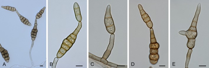 Fig. 15.