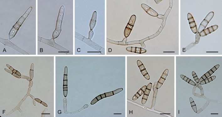 Fig. 27.