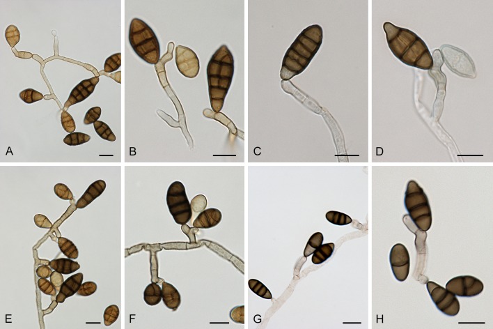 Fig. 25.