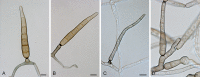 Fig. 16.