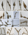 Fig. 13.