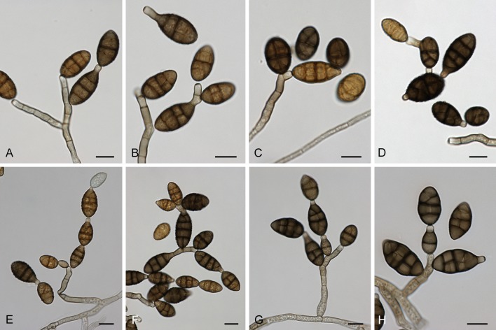 Fig. 20.