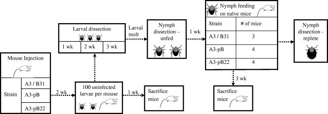 FIG. 1.