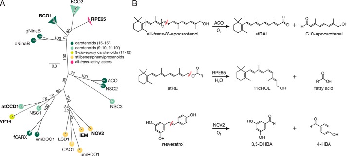 FIGURE 1.