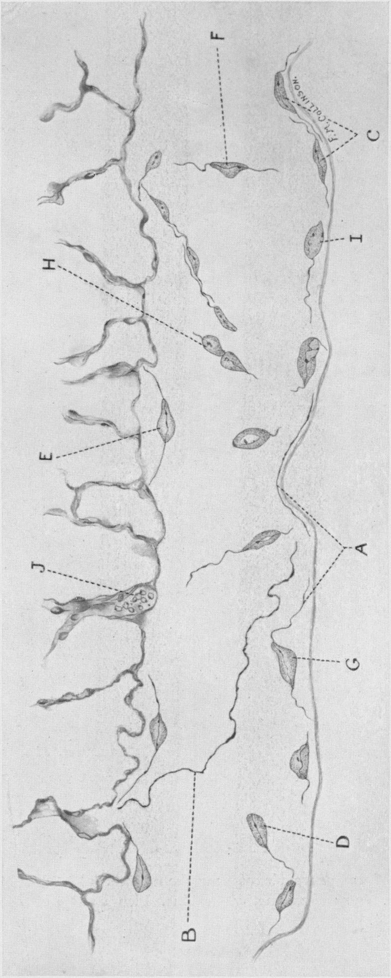 Plate 2