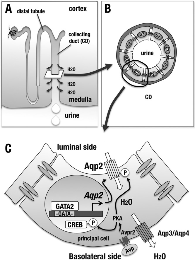 FIG 10