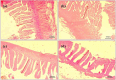 Photomicrography of jejunum (40X magnification). (a) Negative control (NC), (b) positive control (PC), (c) T1 supplemented with 0.1% of multi-strain probiotics, and (d) T2 supplemented with 0.3% of multi-strain probiotics. Arrows indicating measurements. A 500-micrometer scale bar is present in all images.