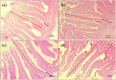 Photomicrography of duodenum (40X magnification). (a) Negative control (NC), (b) positive control (PC), (c) T1 supplemented with 0.1% of multi-strain probiotics, and (d) T2 supplemented with 0.3% of multi-strain probiotics. Arrows indicating measurements. A 500-micrometer scale bar is present in all images.