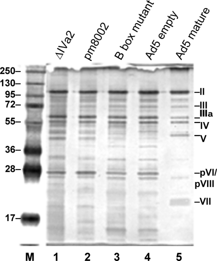 Fig. 5.