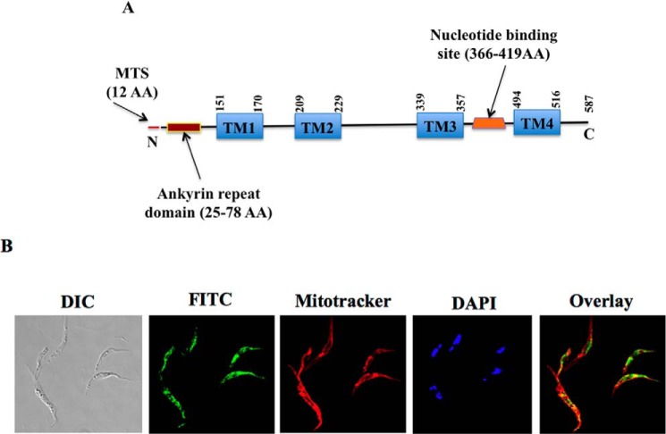 FIGURE 1.