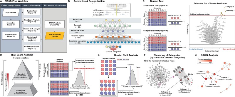 Schematic showing the CWAS-Plus workflow. A depicts the overall workflow. B illustrates the process of annotation and categorization of variants. C shows the burden test results with a volcano plot indicating significant categories. D displays risk score analysis with a density plot of R2 values. E presents burden shift analysis results with a density plot. F highlights the determination of effective tests through category clustering. G shows DAWN analysis results with a network of disease-associated clusters.