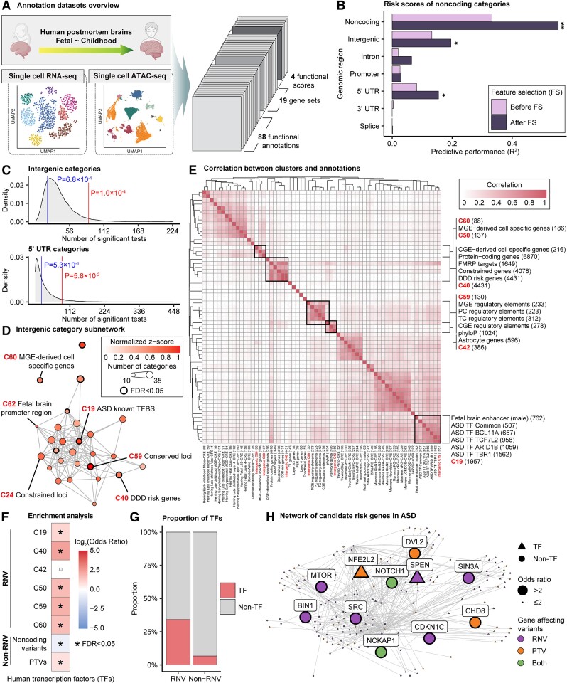 Analysis of ASD noncoding associations in cell-typespecific regulatory elements. A summarizes annotations used in the CWAS analysis. B shows risk score analysis results with R2 values. C presents burden shift analysis results for intergenic and 5' UTR categories. D displays DAWN analysis results with a network of intergenic categories. E shows correlation analysis between clusters and single annotations. F depicts transcription factor enrichment results. G compares transcription factor proportions in genes affected by RNVs and non-RNVs. H illustrates a protein-protein interaction network of genes involved in transcription regulation.