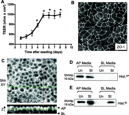 Fig. 10.