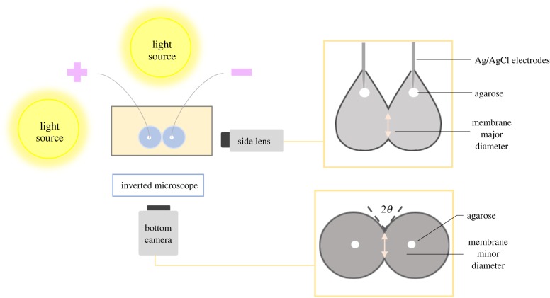 Figure 5.