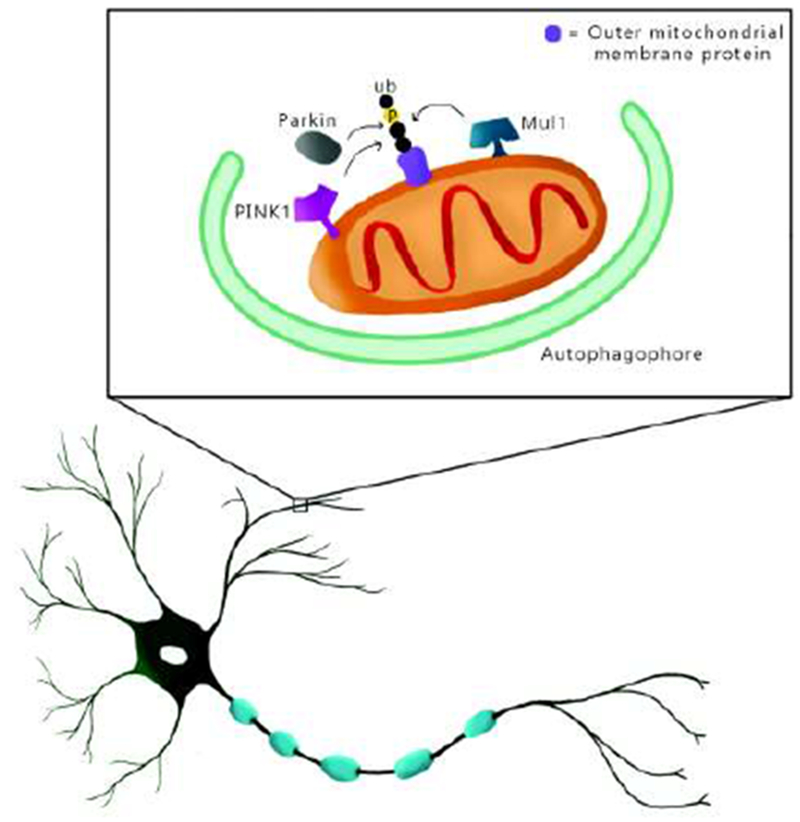 Figure 1: