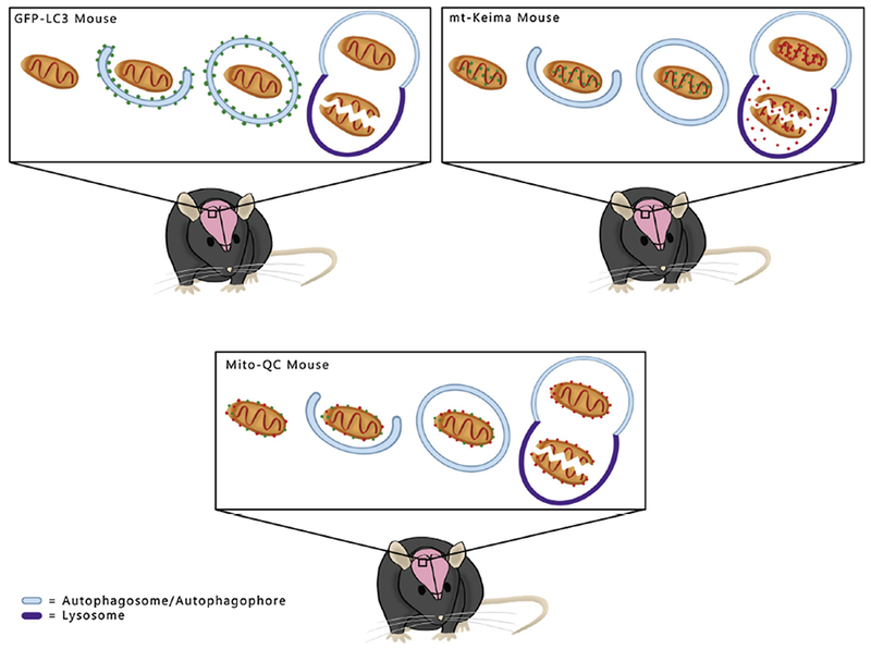 Figure 2: