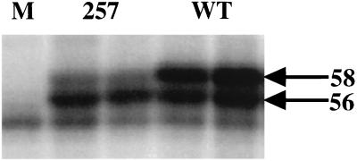 FIG. 6