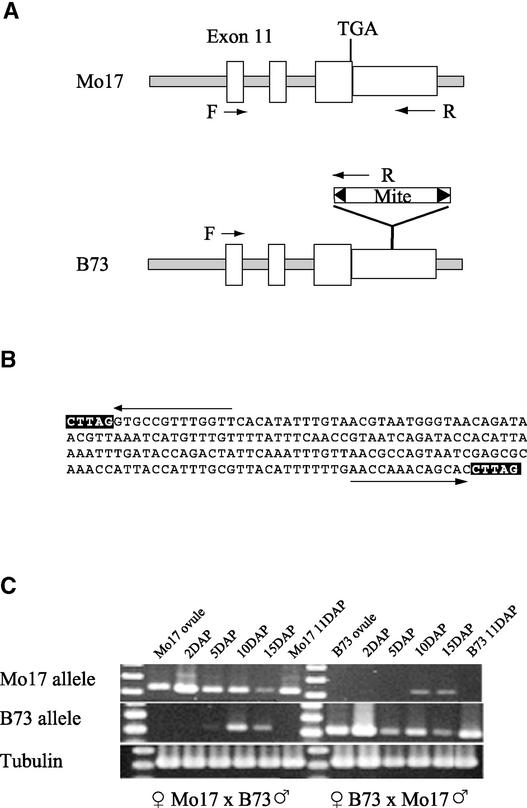 Figure 5.