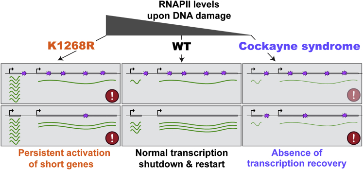 Figure 7