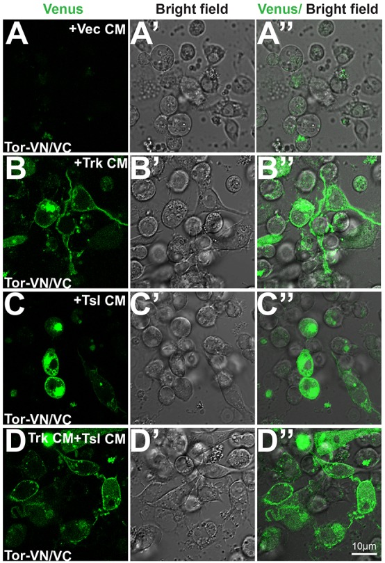 Fig. 6.