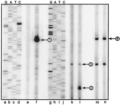 FIG. 3.