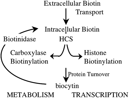 FIGURE 3 