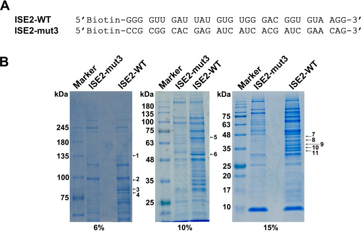 FIG 1