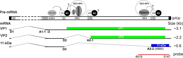 FIG 11