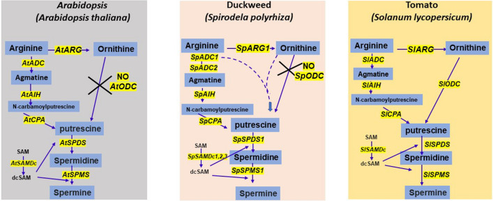 Fig. 10