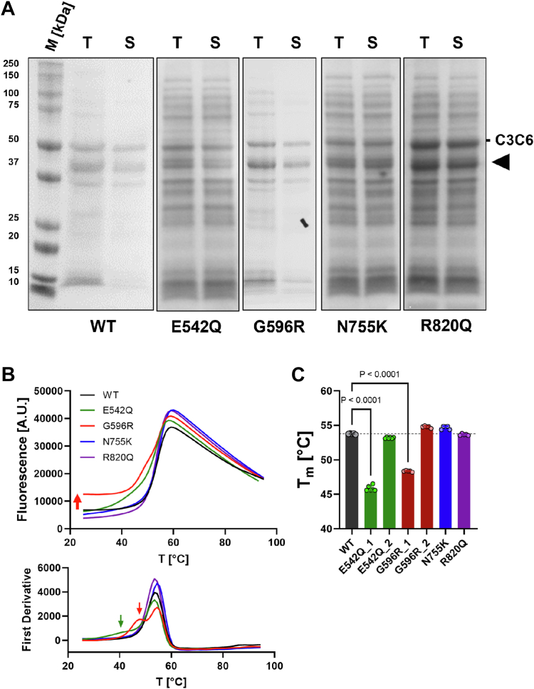 Figure 2