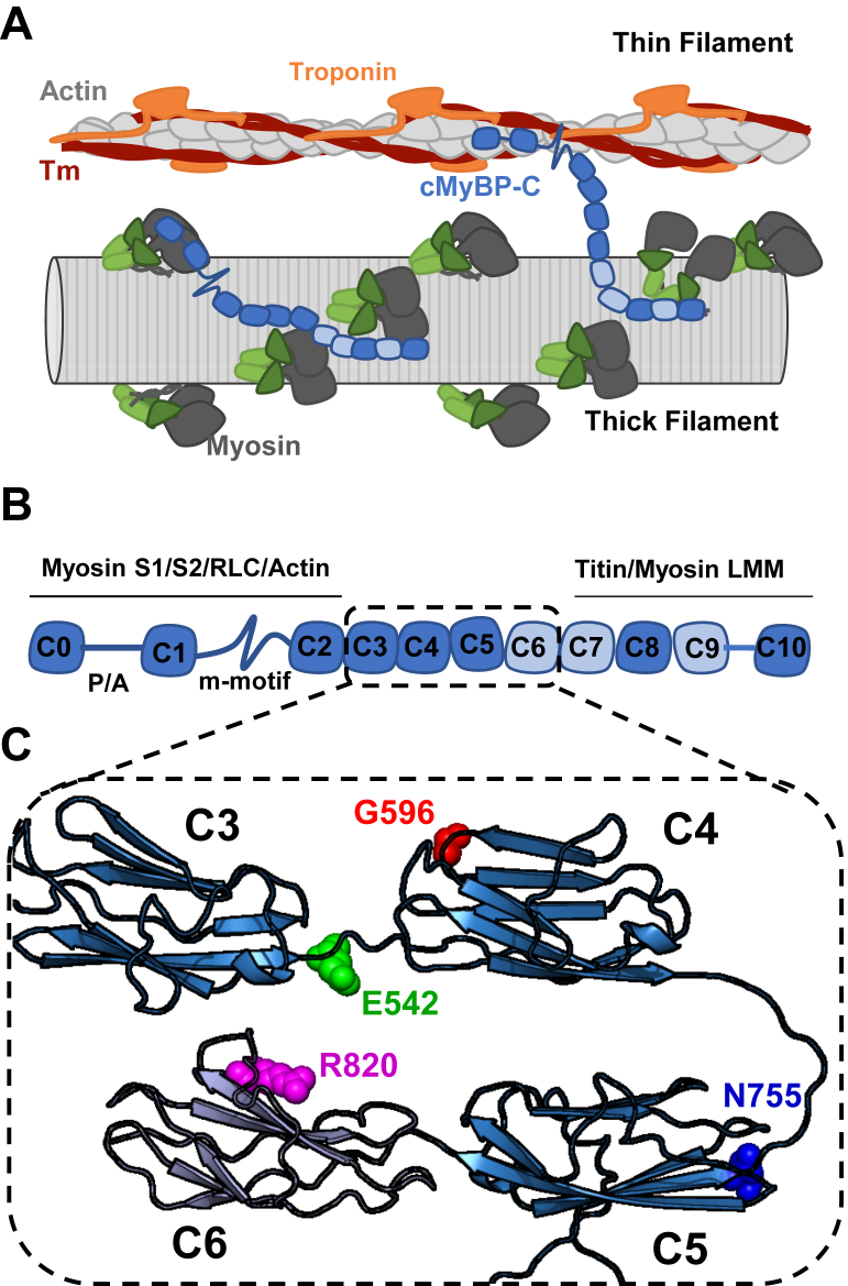 Figure 1