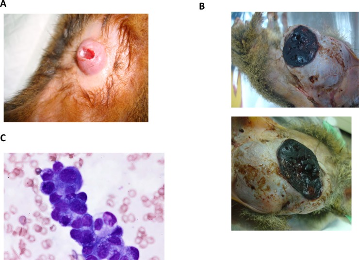 Fig 3