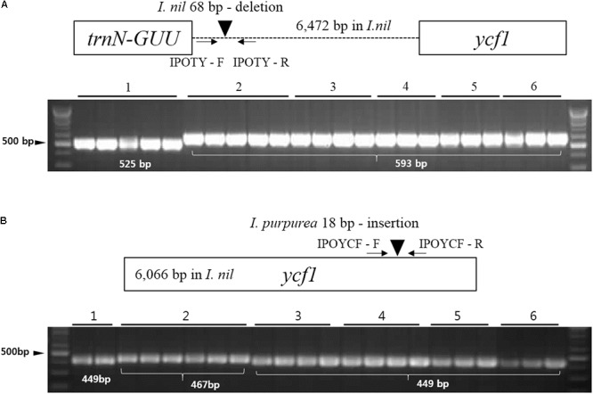 FIGURE 7