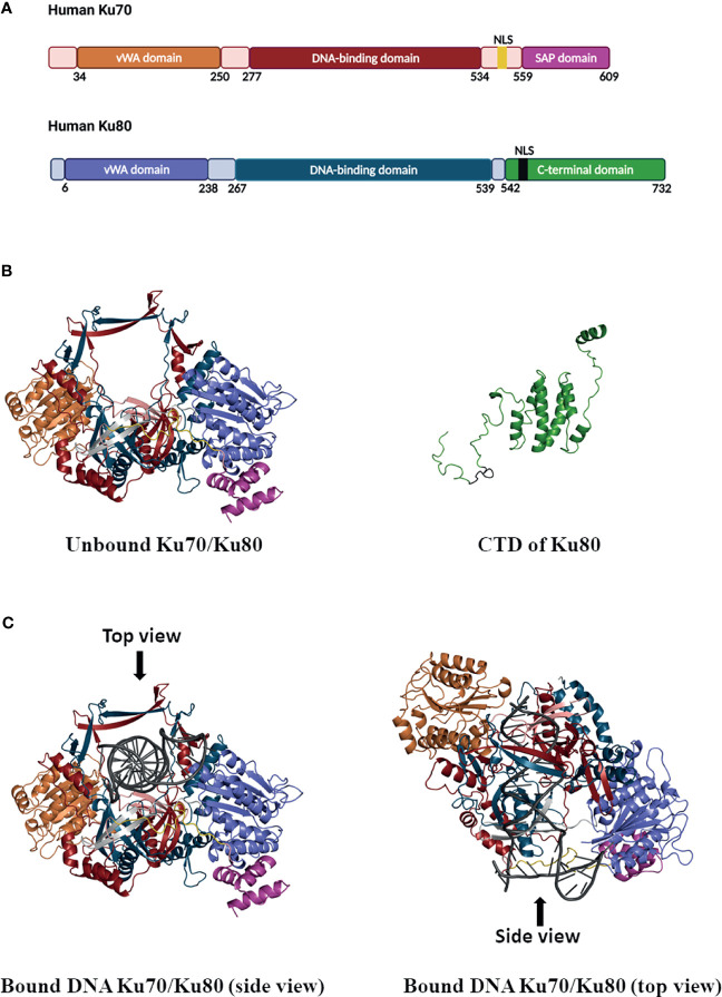 Figure 1