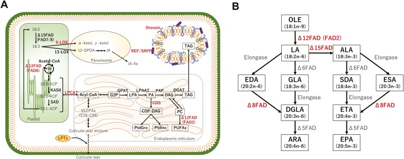 ALT TEXT: Two illustrations showing lipid and fatty acid metabolic pathways with high gene expression under Antarctic conditions. A shows overview of lipid metabolic pathways in plant cells. B shows major desaturation and elongation steps of polyunsaturated fatty acids in the Endoplasmic reticulum.