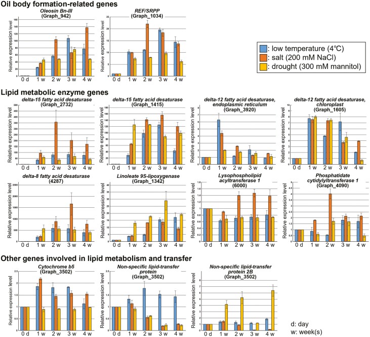 ALT TEXT: Bar graphs showing expression analysis of 13 genes involved in lipid metabolism and oil body formation after cold, salt and drought stress treatments.