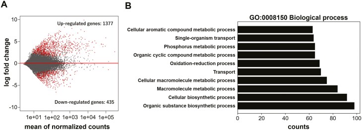 ALT TEXT: Two graphs showing the results of the MA plot and GO enrichment analysis of DEGs for cultivated samples vs. field samples.