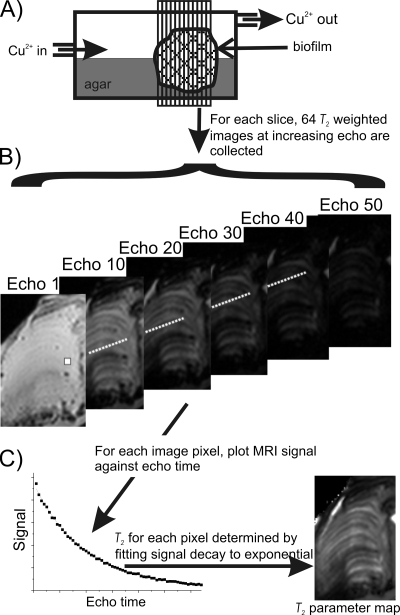 FIG. 1.