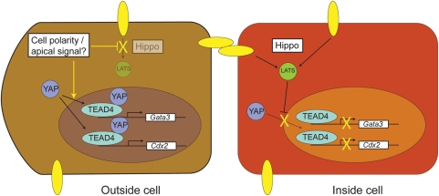 Figure 4