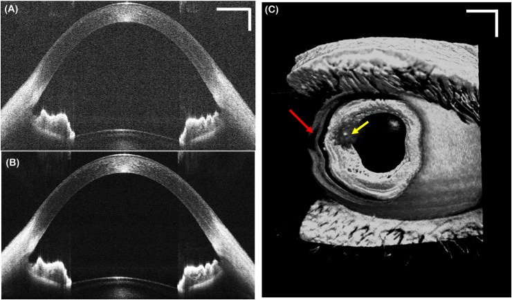 Fig 6