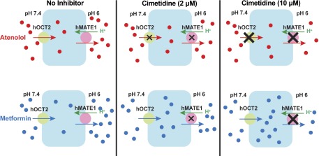 Fig. 6.