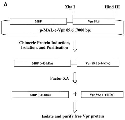 FIG. 1