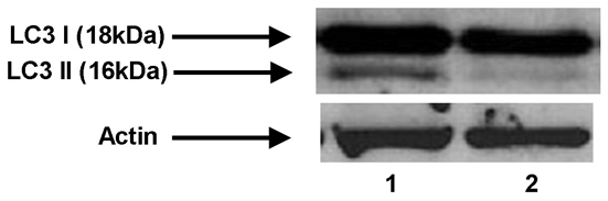 Fig. 10.