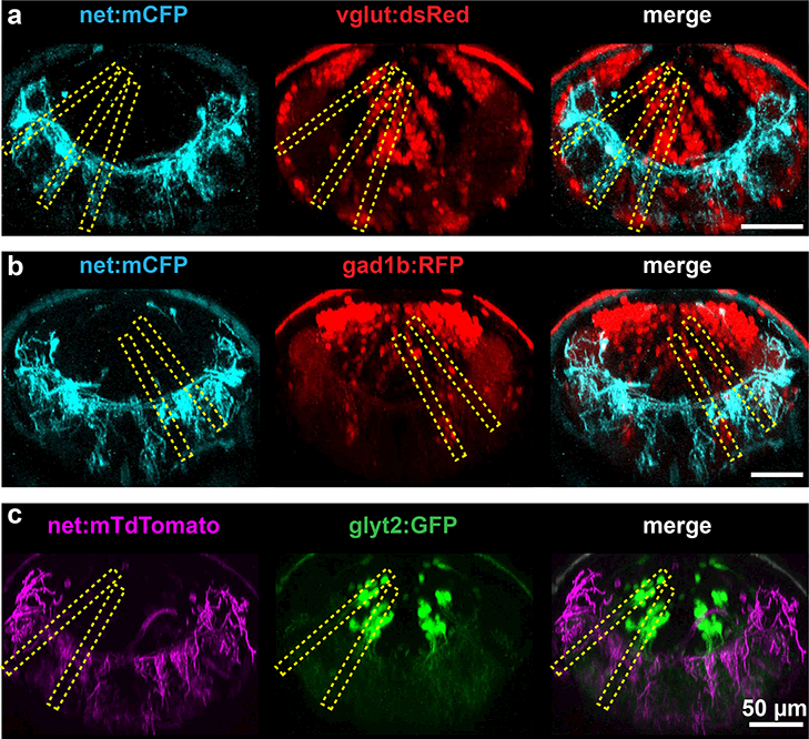 Figure 3: